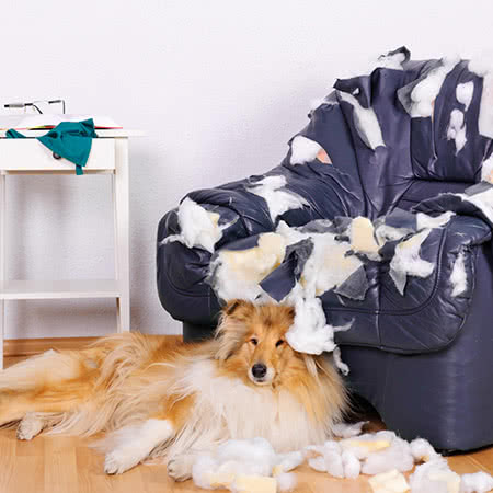Tierhalterhaftpflicht - Zufriedener Hund vorm zerbissenem Sofa