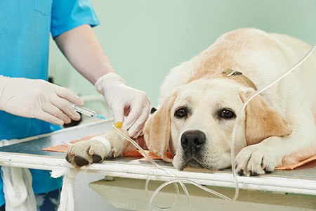 Tierversicherung - Hund im OP
