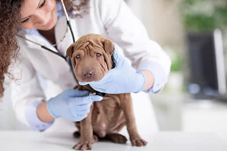 Tierversicherung - Hund beim Tierarzt