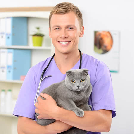 Tierversicherung - Tierarzt mit einer Katze auf dem Arm