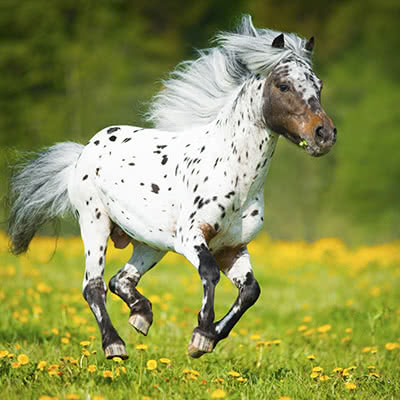 versicherungscheck24.de – Adcuri Pferdehaftpflicht