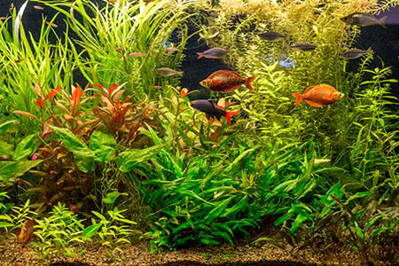 versicherungscheck24.de – Hausratversicherung Aquarium