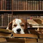 Hundehalterhaftpflicht Gesetz