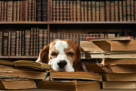 versicherungscheck24.de – Beagle in Bibliothek