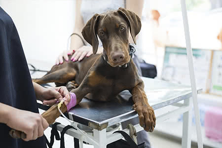 versicherungscheck24.de – Dobermann beim Tierarzt