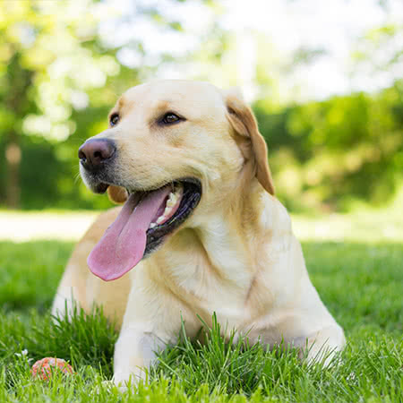 versicherungscheck24.de – Hundehalterhaftpflicht Kosten