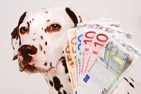 versicherungscheck24.de – Hundehalterhaftpflicht Kosten
