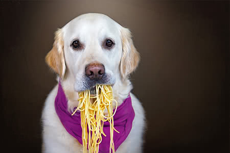 versicherungscheck24.de – süßer Hund mit Spaghetti im Maul