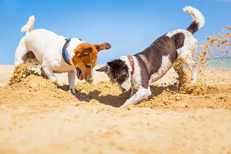 versicherungscheck24.de – Hundehalterhaftpflicht für 2 Hunde