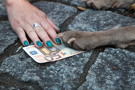 Hundehalterhaftpflicht günstig