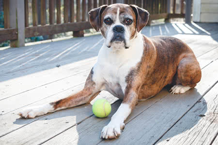 Hunde OP Versicherung - Älterer Hund