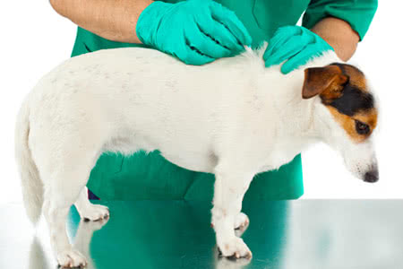 Hunde OP Versicherung Vergleich - Arzt mit einem Hund
