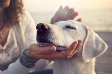 Hundehalterhaftpflicht Vergleich