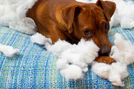 Hundehalterhaftpflicht - Hund auf einem Kaputtem Sofa