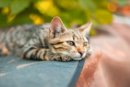 Katze