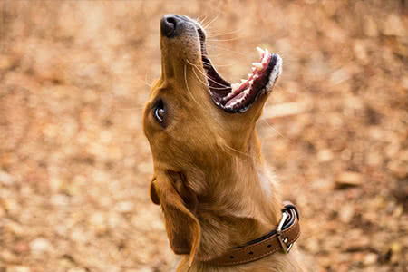 Rechtsschutzversicherung