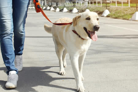 Die Tierhaftpflichtversicherung von der Steuer absetzen - Frau mit einem Hund unterwegs