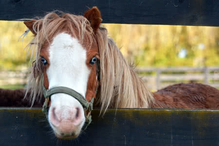Pferdehalterhaftpflicht - Pony