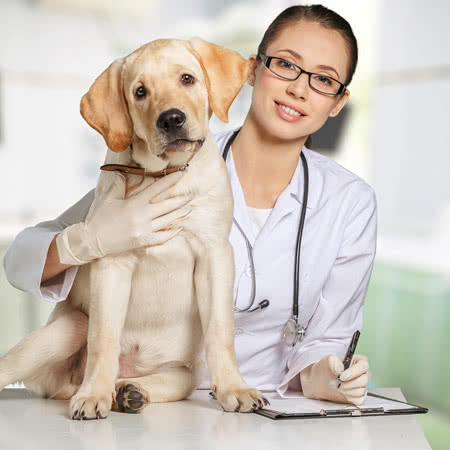 Tierversicherung Vergleichsrechner - Tierärztin mit einem Hund
